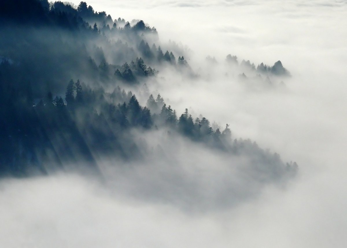 forest