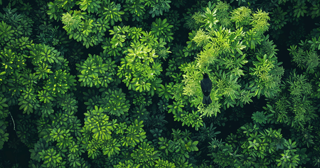forest-from-above