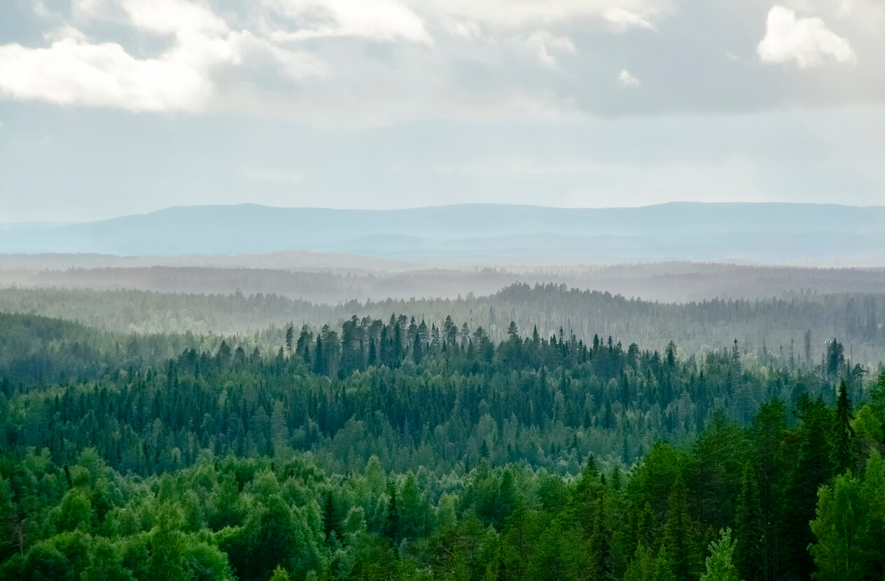 green-forest-cloudy-sky