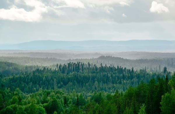 gron-skog-molnig-himmel