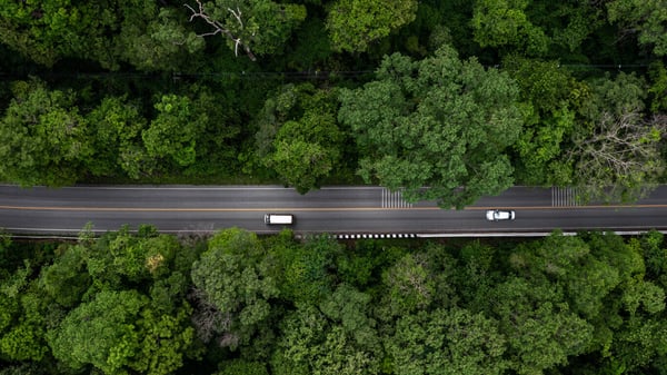 forest-with-cars-on-road