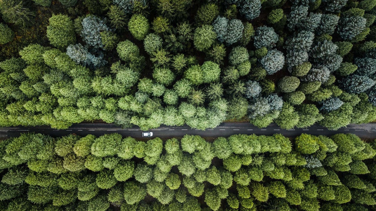 forest-road
