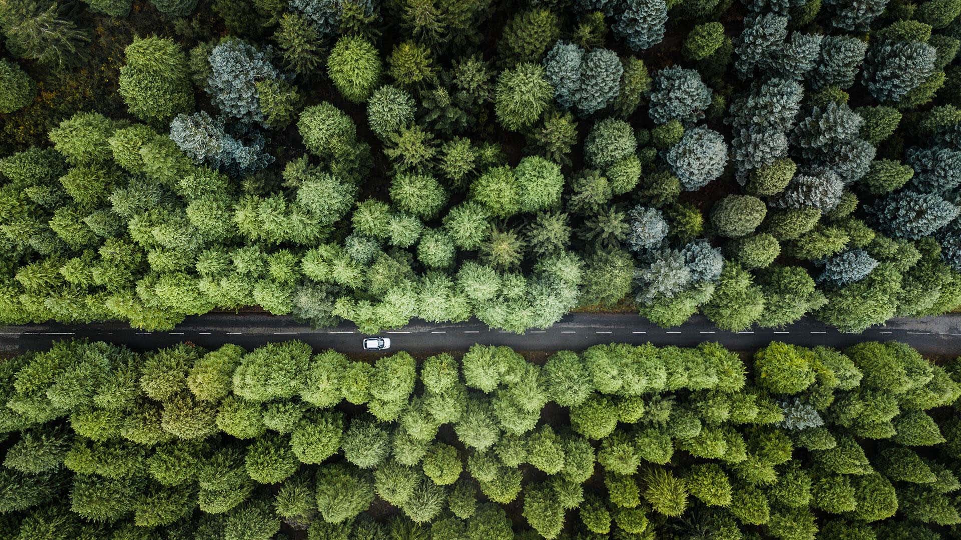 forest-road