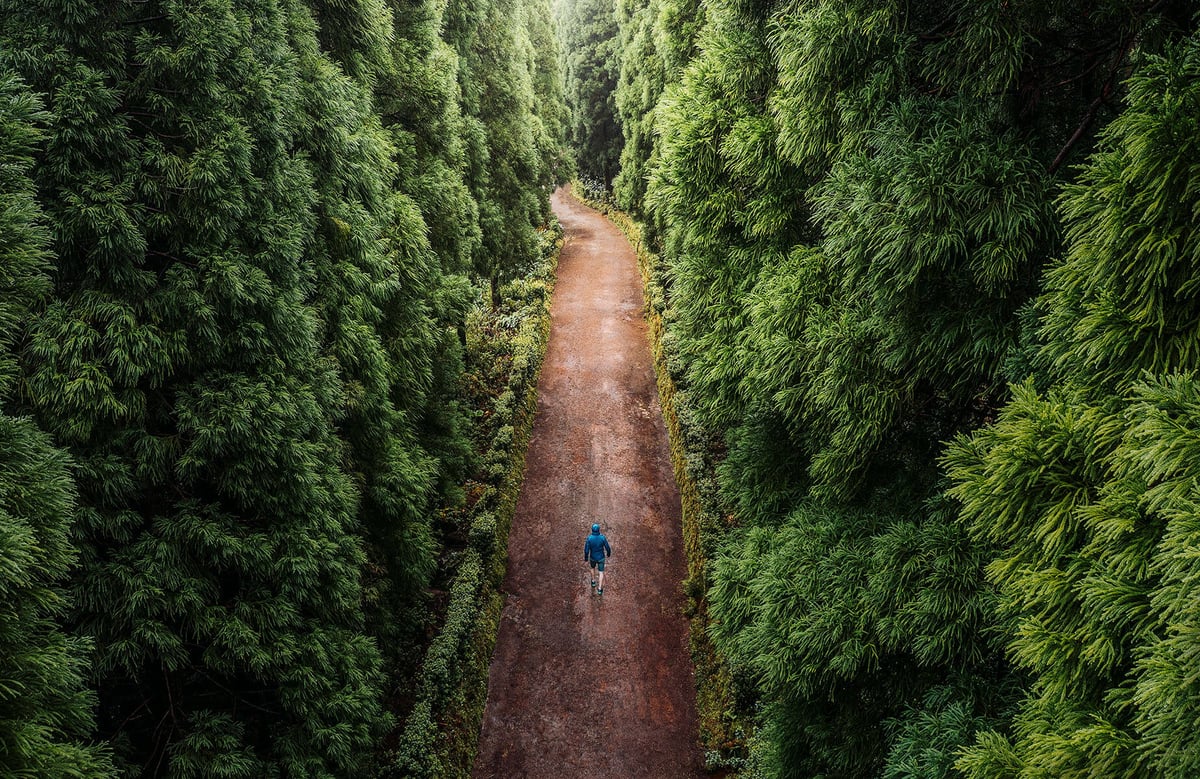 forest-with-road